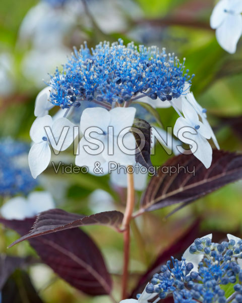Hydrangea Hydrantea® Hydrangea Hydrantea®