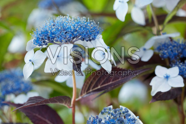 Hydrangea Hydrantea® Hydrangea Hydrantea®