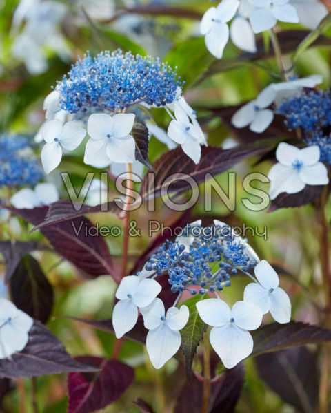 Hydrangea Hydrantea® Hydrangea Hydrantea®