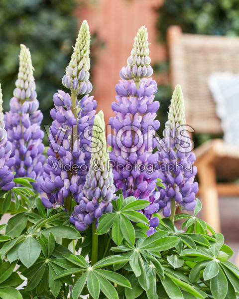 Lupinus Melody Lupinus Melody