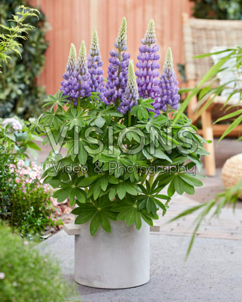 Lupinus Melody