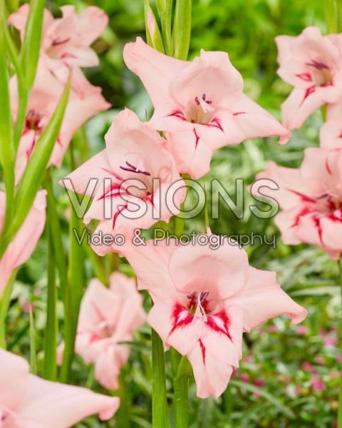 Gladiolus nanus Summer Love Gladiolus nanus Summer Love