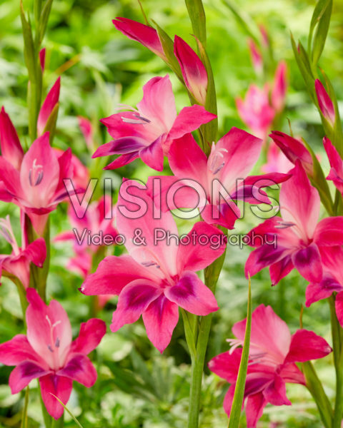 Gladiolus ramosus Vulcano