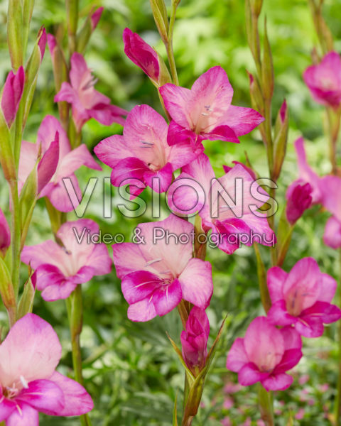 Gladiolus nanus Summer Jewel Gladiolus nanus Summer Jewel