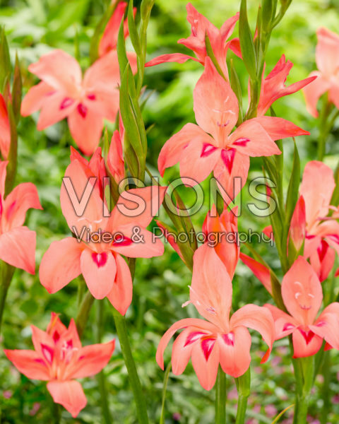 Gladiolus nanus Amanda Mahy