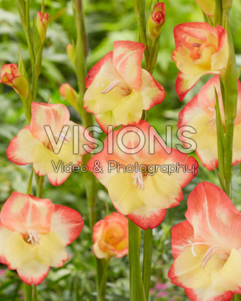 Gladiolus primulinus Las Vegas Gladiolus primulinus Las Vegas