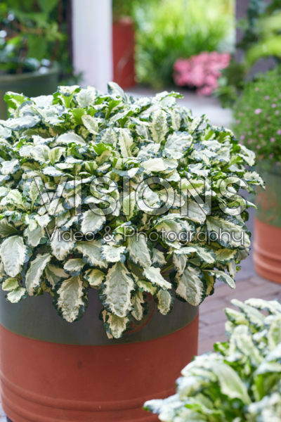 Ajuga Princess Leia Ajuga Princess Leia
