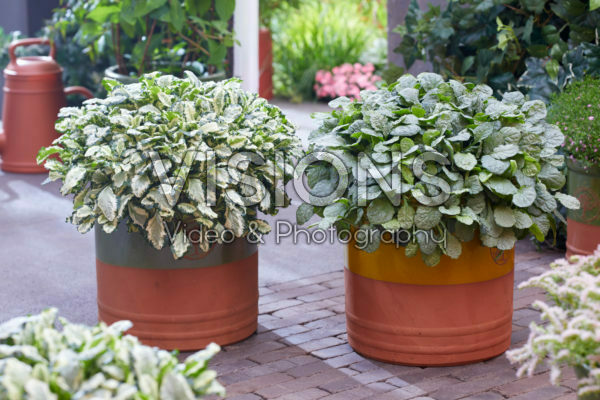 Ajuga Princess Leia, Princess Elsa Ajuga Princess Leia, Princess Elsa
