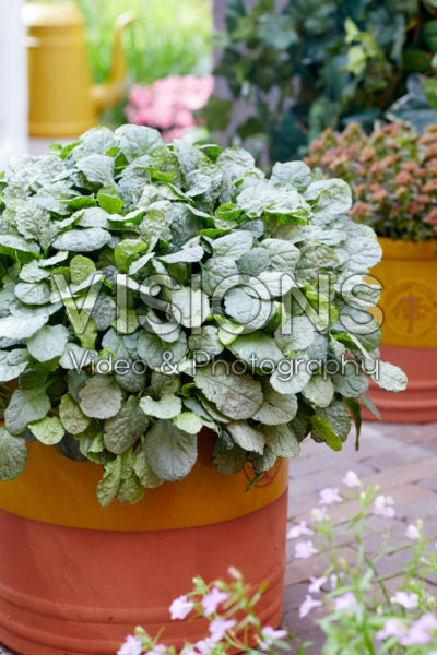 Ajuga Princess Elsa Ajuga Princess Elsa