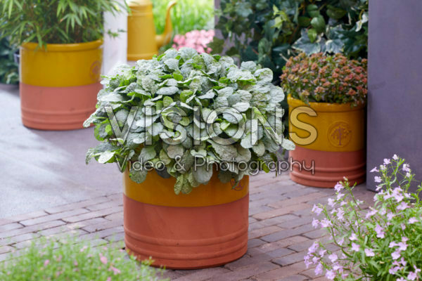 Ajuga Prinses Elsa Ajuga Prinses Elsa