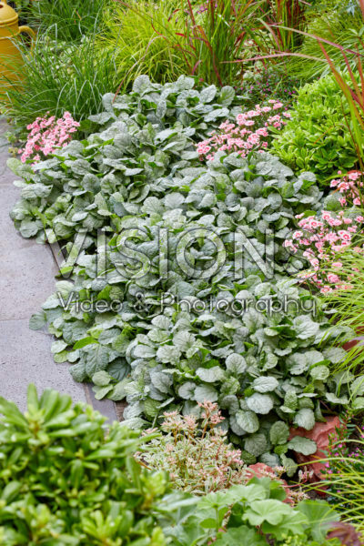 Ajuga Prinses Elsa