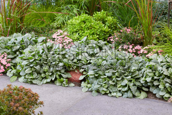 Ajuga Prinses Elsa Ajuga Prinses Elsa
