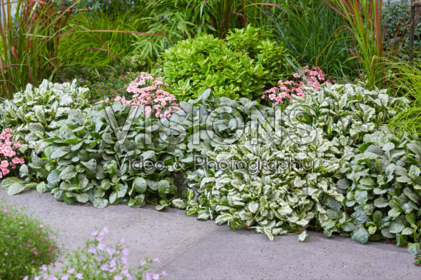 Ajuga Princess Leia, Princess Elsa Ajuga Princess Leia, Princess Elsa