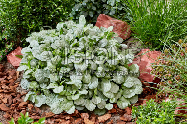 Ajuga Princess Elsa