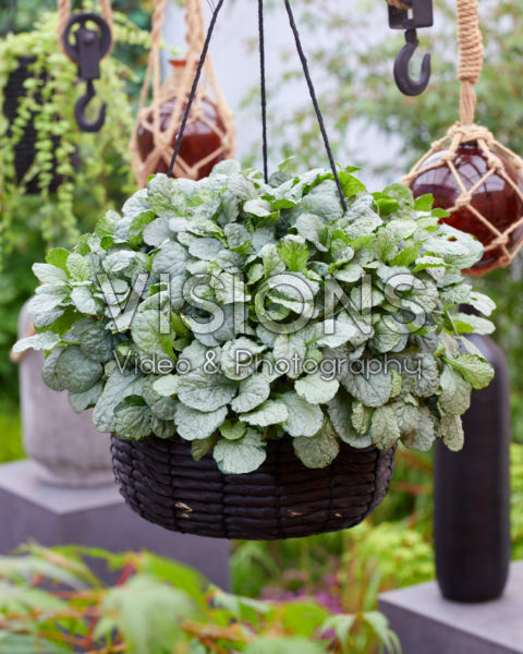 Ajuga Princess Elsa Ajuga Princess Elsa