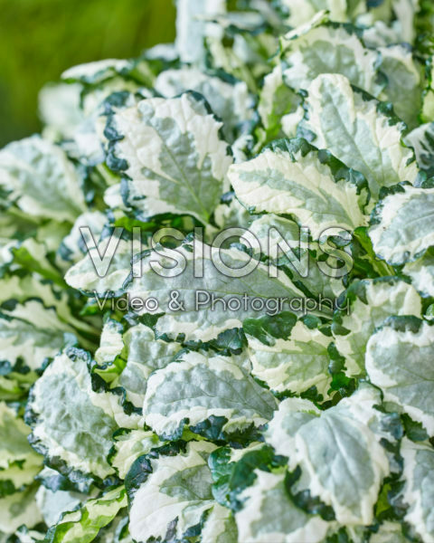 Ajuga Prinses Leia Ajuga Prinses Leia