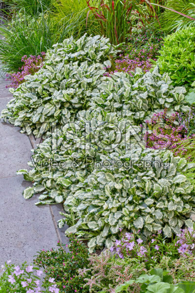 Ajuga Princess Leia