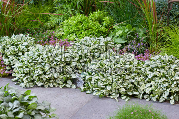 Ajuga Princess Leia