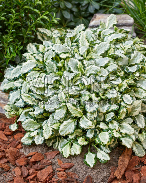 Ajuga Prinses Leia