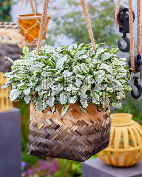 Ajuga Prinses Leia