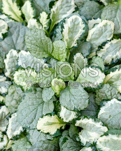 Ajuga Princess Leia, Princess Elsa