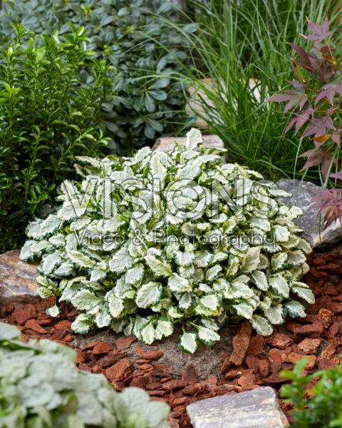 Ajuga Princess Leia