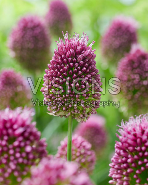 Allium sphaerocephalon