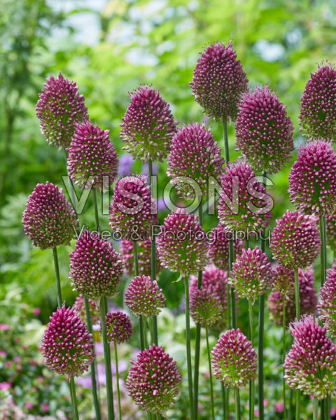 Allium sphaerocephalon
