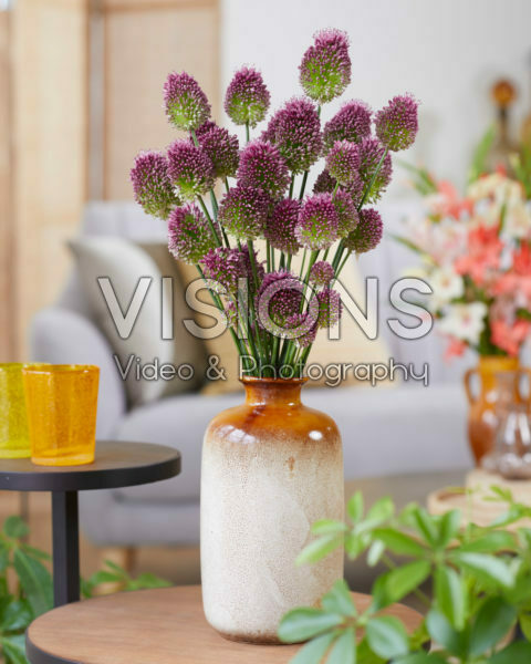 Allium sphaerocephalon Allium sphaerocephalon