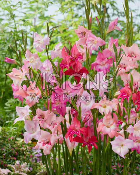 Gladiolus nanus mix Gladiolus nanus mix