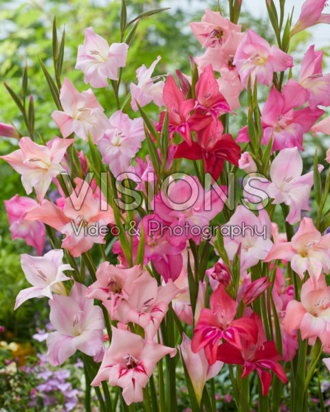 Gladiolus nanus mix Gladiolus nanus mix