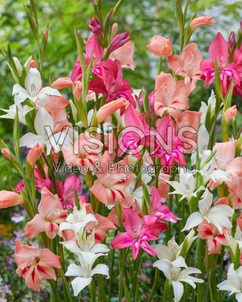 Gladiolus nanus mix Gladiolus nanus mix