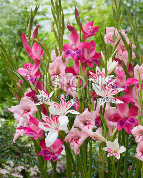 Gladiolus nanus mix
