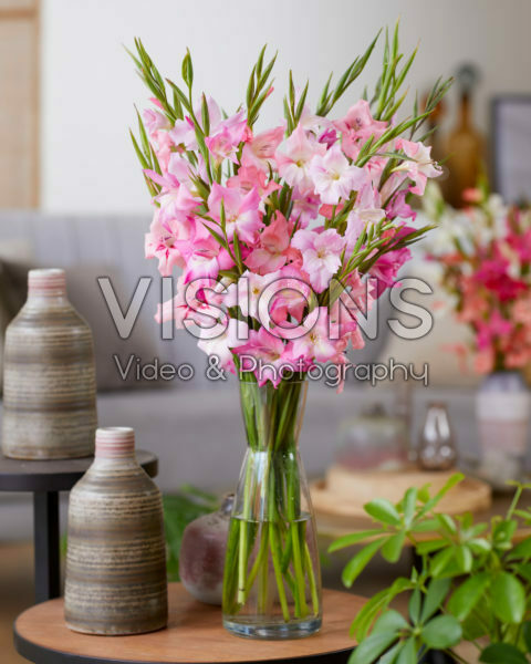 Gladiolus nanus mixed bouquet Gladiolus nanus mixed bouquet