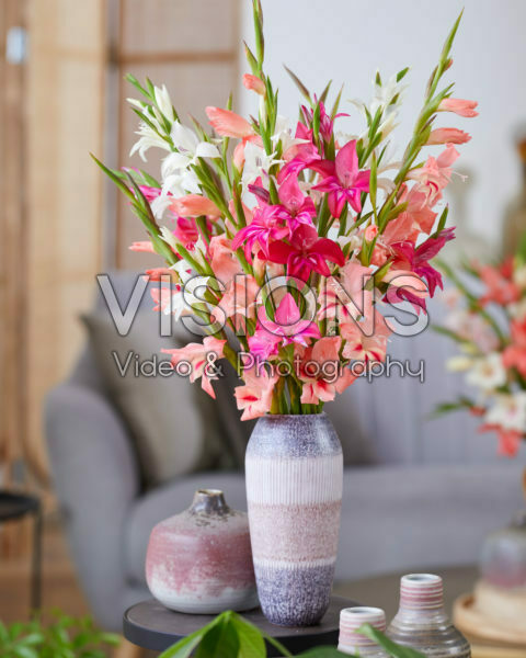 Gladiolus nanus gemengd boeket Gladiolus nanus gemengd boeket