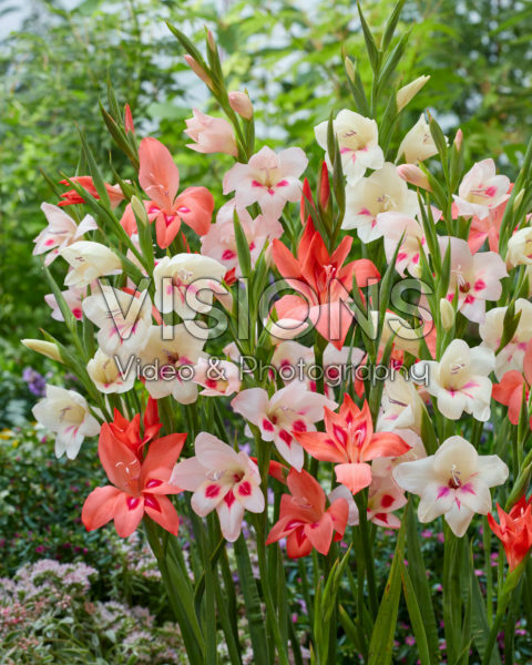Gladiolus nanus mix