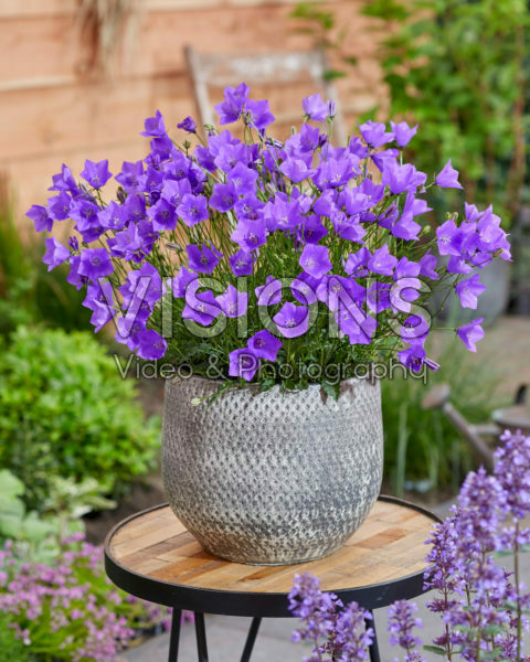 Campanula carpatica Violet Teacups Campanula carpatica Violet Teacups