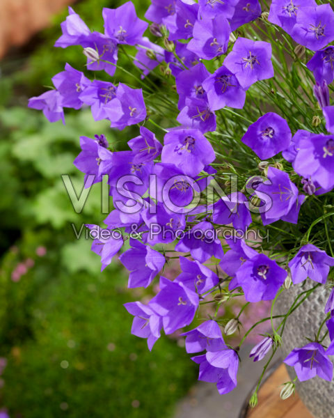 Campanula carpatica Violet Teacups Campanula carpatica Violet Teacups