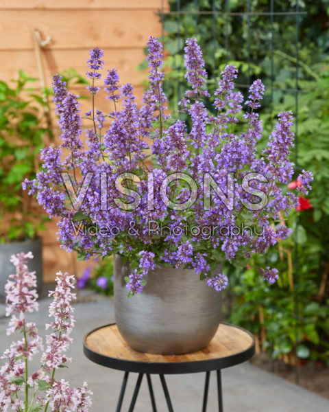 Nepeta x faassenii Whispurr Blue Nepeta x faassenii Whispurr Blue