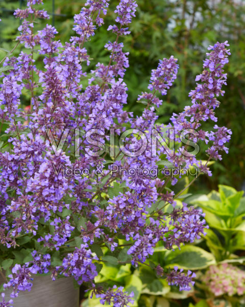 Nepeta x faassenii Whispurr Blue
