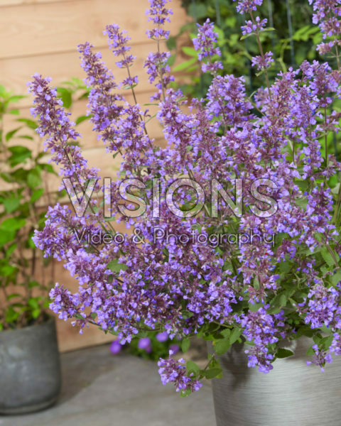 Nepeta x faassenii Whispurr Blue Nepeta x faassenii Whispurr Blue