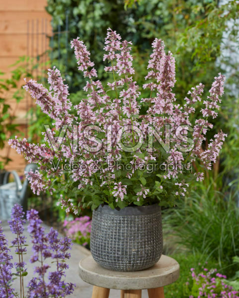 Nepeta x faassenii Whispurr Pink Nepeta x faassenii Whispurr Pink