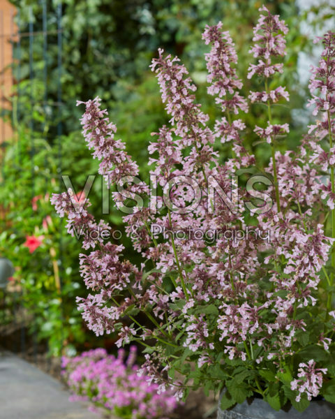 Nepeta x faassenii Whispurr Pink Nepeta x faassenii Whispurr Pink
