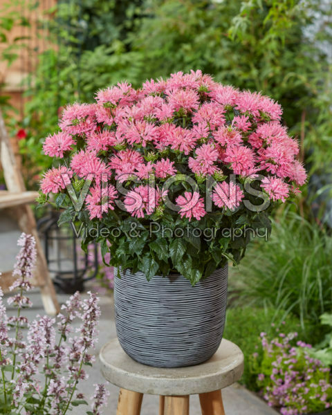 Monarda Sugar Buzz Pink