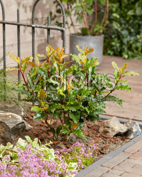 Photinia serratifolia Crunchy Photinia serratifolia Crunchy