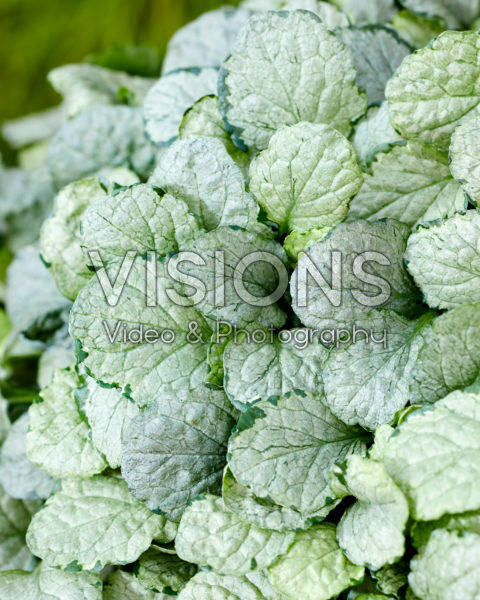 Ajuga Prinses Elsa Ajuga Prinses Elsa