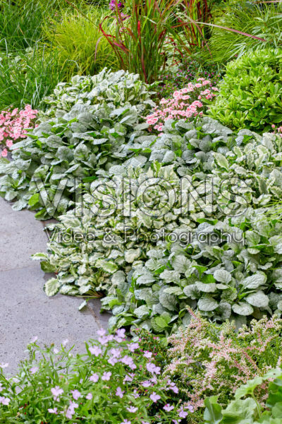 Ajuga Princess Leia, Princess Elsa Ajuga Princess Leia, Princess Elsa
