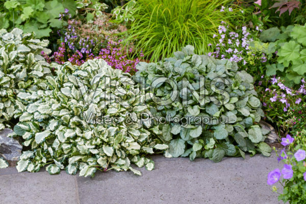 Ajuga Princess Leia, Princess Elsa Ajuga Princess Leia, Princess Elsa