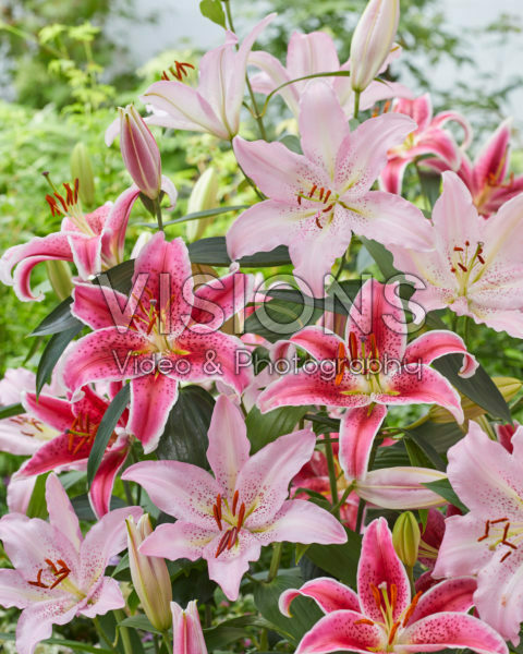 Lilium Star Gazer, Expression Lilium Star Gazer, Expression