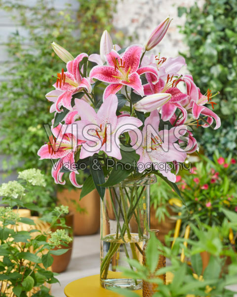 Lilium Star Gazer, Expression Lilium Star Gazer, Expression